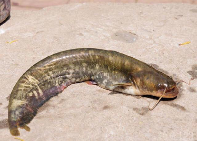 江钓谈经说技赣江野钓大鲶