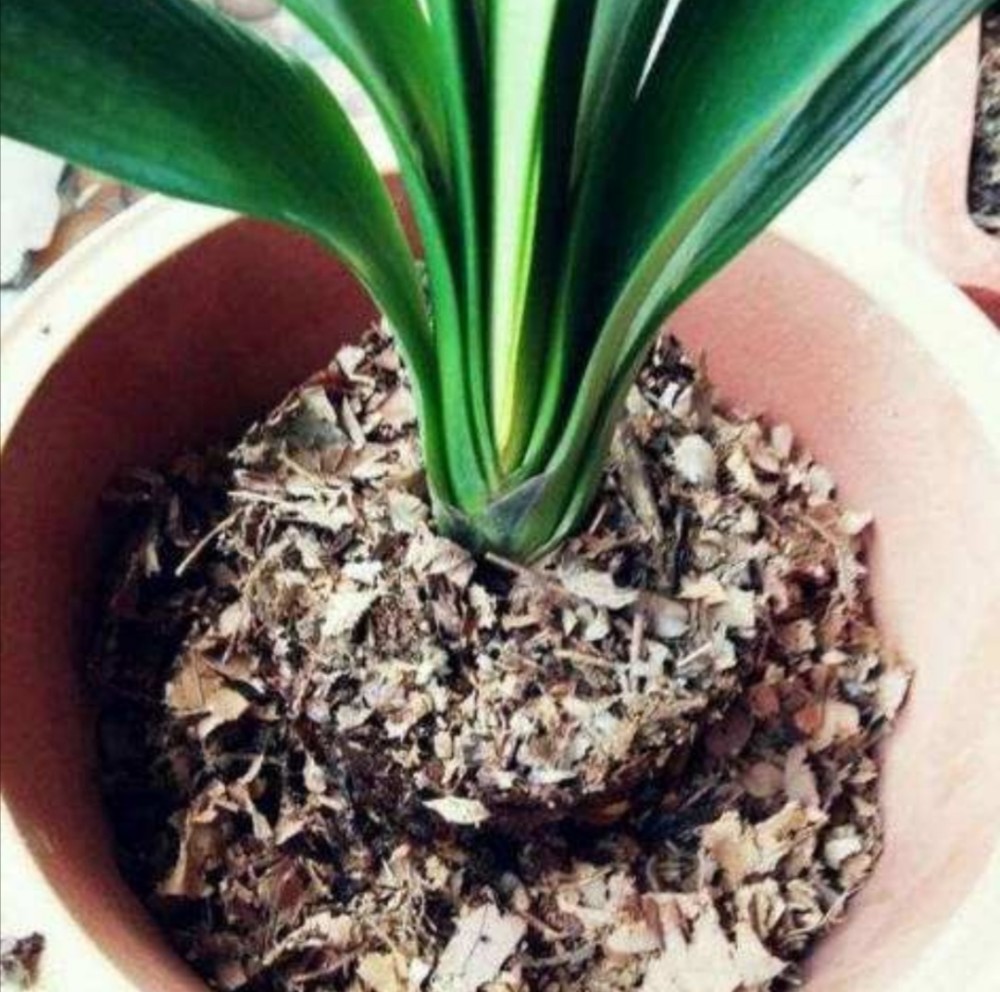 自制养花"营养土",常用6种材料,养分充足,养花长得旺