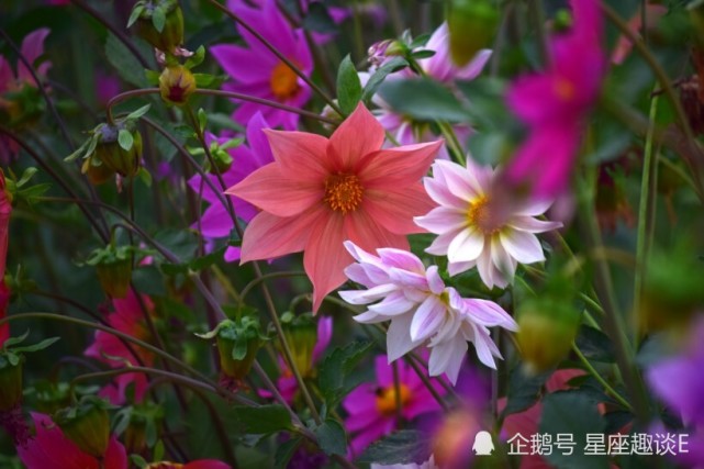 9月12日星座运势逆风翻盘的四大星座 摩羯座 双子座 星座运势 星座