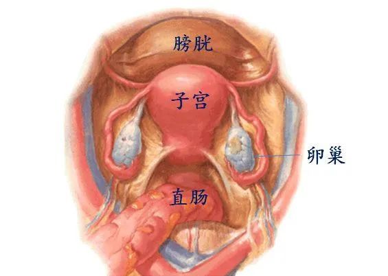 人体子宫位置 解剖图图片