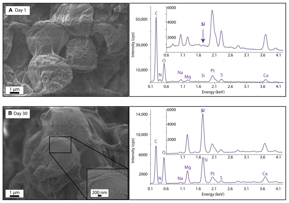 geology|《Geology》2020年第9期论文导读（上）