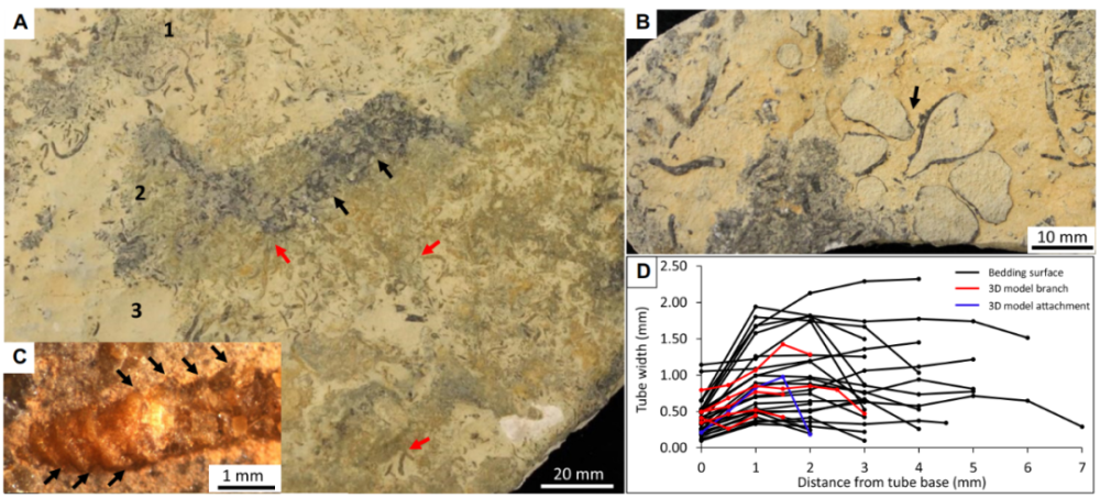 geology|《Geology》2020年第9期论文导读（上）