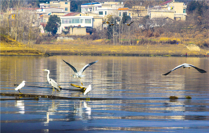 网箱围困曾让十万亩水面撑不出船,生态修复重现湿地