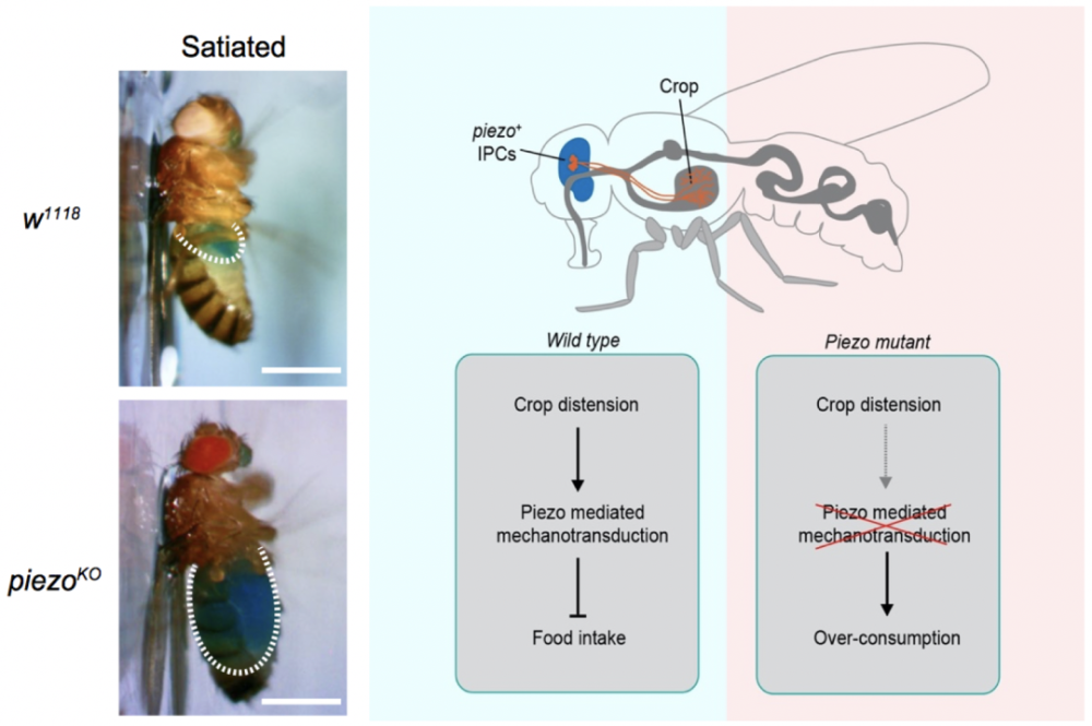神经元|Neuron：清华大学张伟课题组发现机械力调节进食新机制
