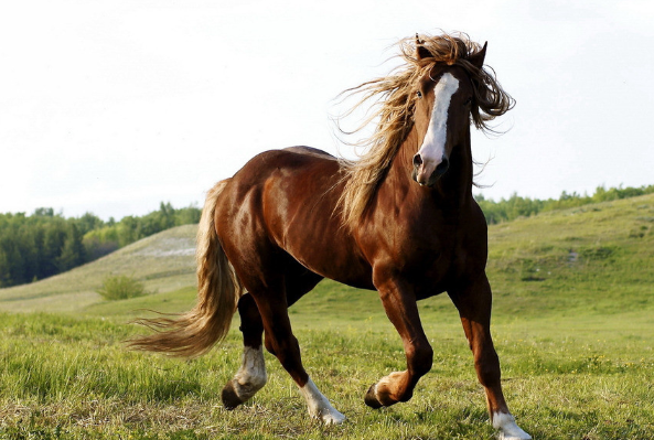 大金马财气生旺,9月笑岔气金光高照,喜鹊门前叫!