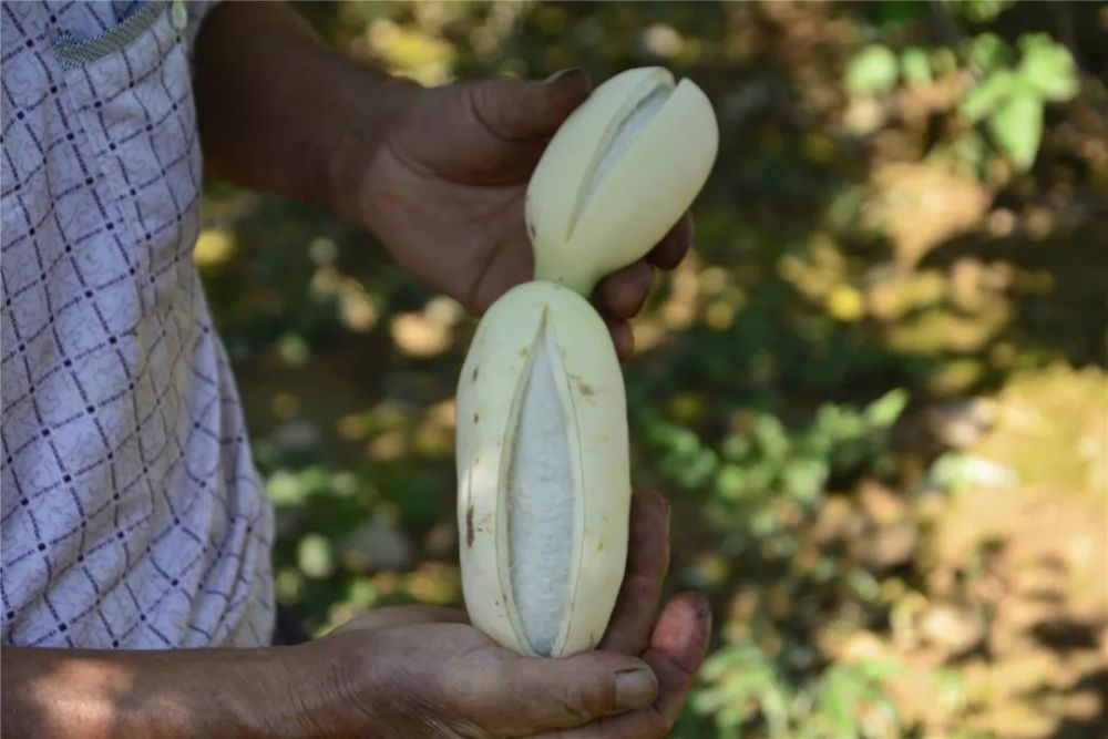嵩县农民种植北方白香蕉从野生到大田培育成功耗时8年