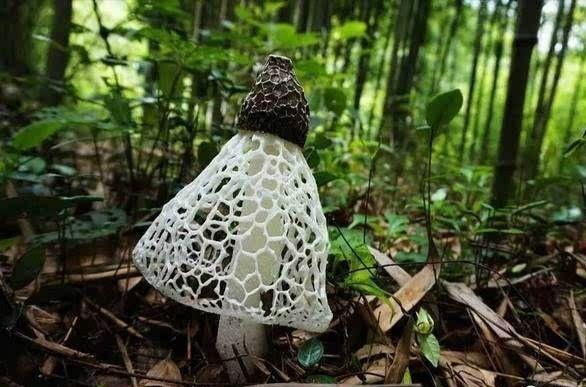 竹林中的"雪裙仙女",仪态优雅却叫"鬼笔",因味美入选草八珍