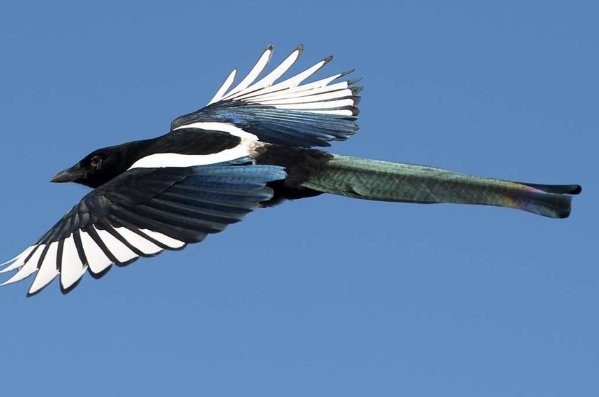 灵签占卜4只报喜鸟哪只最富贵你是聚财命还是散财命