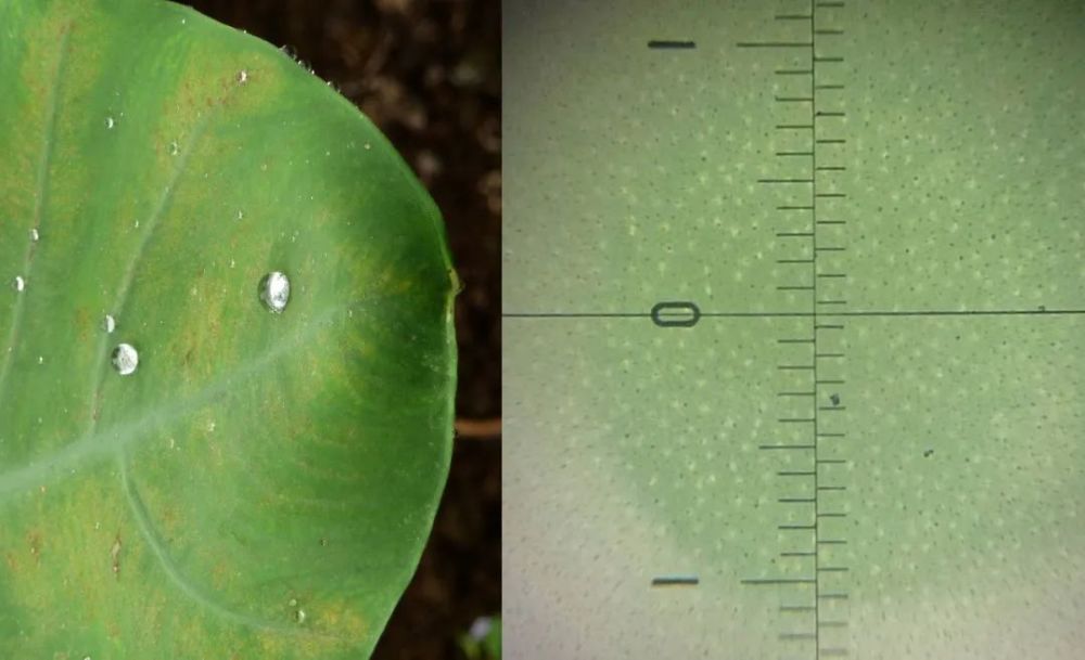 荷花|莲为何出淤泥而不染？原因全网都答错了！