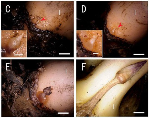 荷花|莲为何出淤泥而不染？原因全网都答错了！
