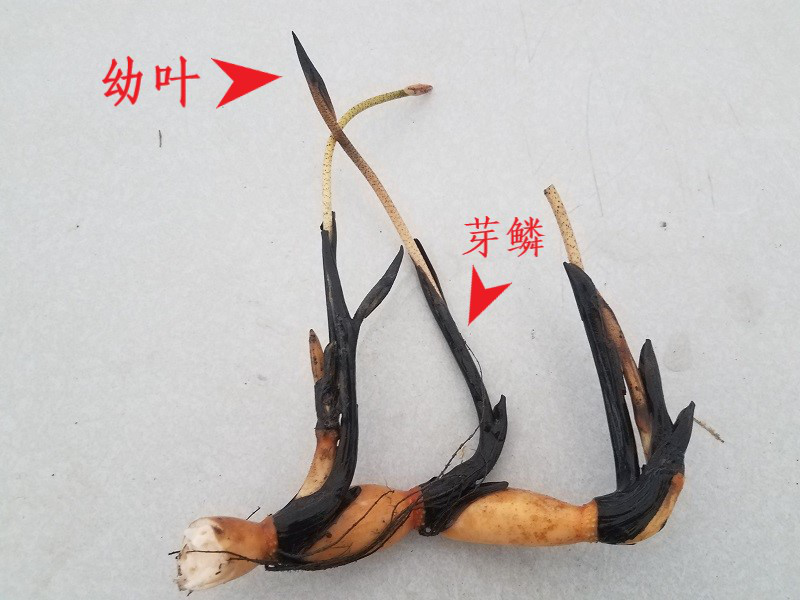 荷花|莲为何出淤泥而不染？原因全网都答错了！