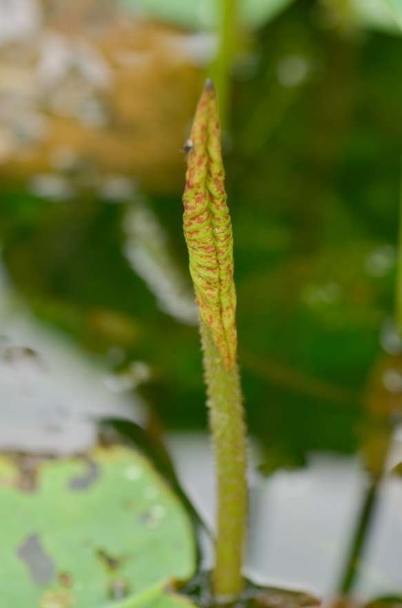 荷花|莲为何出淤泥而不染？原因全网都答错了！