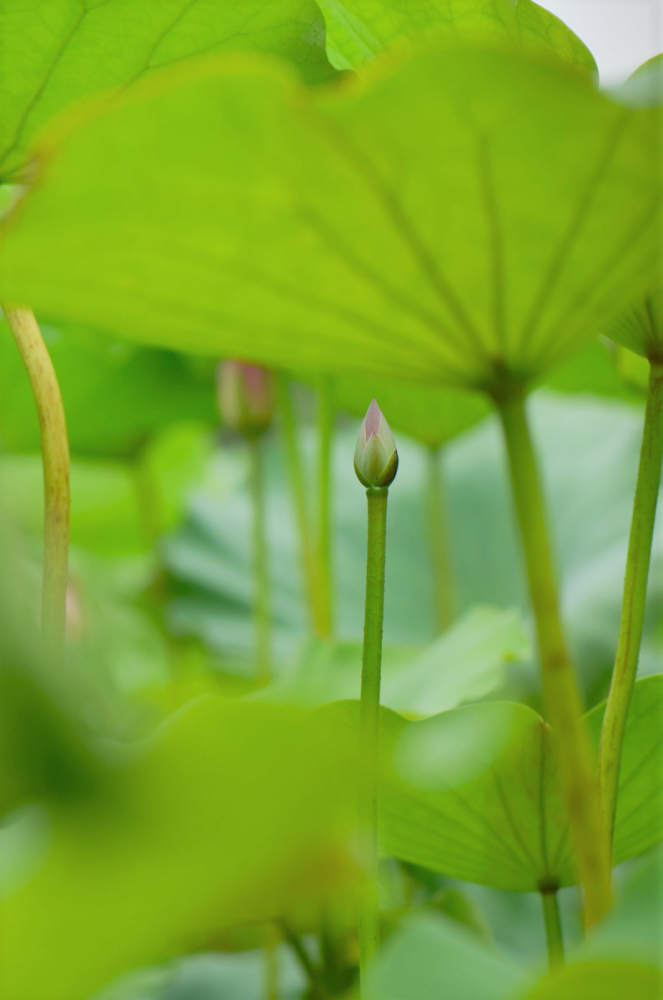 荷花|莲为何出淤泥而不染？原因全网都答错了！
