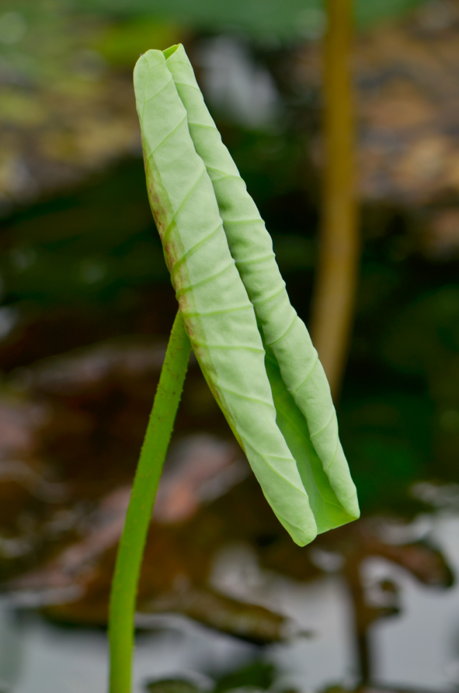 荷花|莲为何出淤泥而不染？原因全网都答错了！