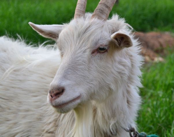 生肖羊2021最忌讳什么颜色什么数字要小心哪些事件