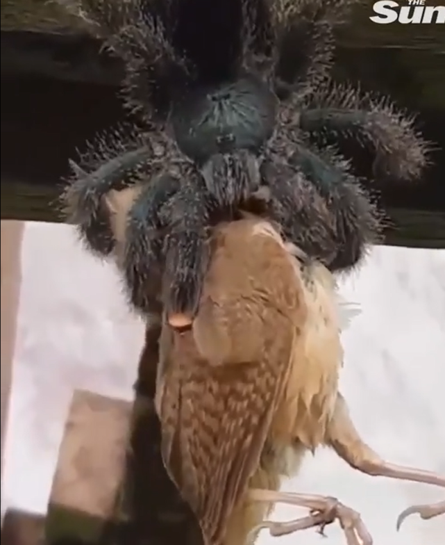 粉趾狼蛛异常捕杀比自己还大的麻雀,将其麻痹后立马从"头"进食