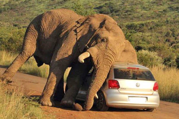 趣味测试:四个大象你觉得哪个体重最重?测出谁是你的克星?