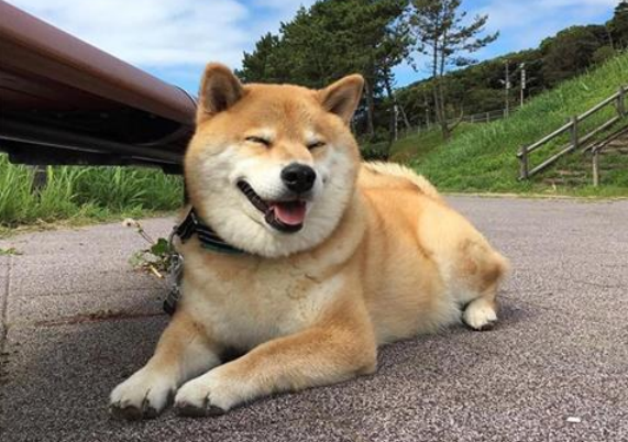 柴犬拉肚子能自愈吗 狗狗 柴犬 寄生虫