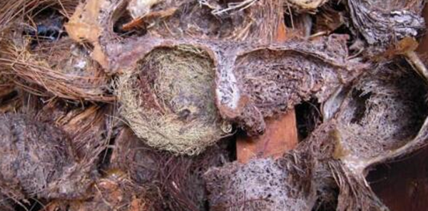 燕窝品种如何分类 如何划分其品质高低