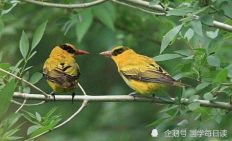 对联|上联：睡莲何时醒；下联敬请才子佳人接续！