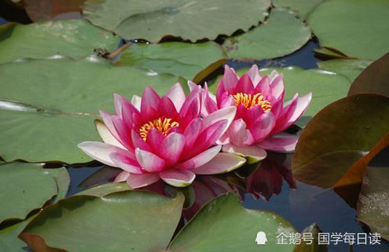 对联|上联：睡莲何时醒；下联敬请才子佳人接续！