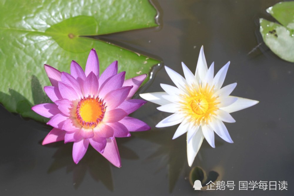 对联|上联：睡莲何时醒；下联敬请才子佳人接续！