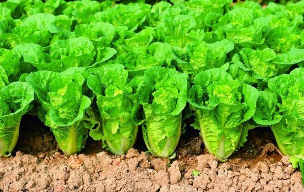 大白菜产量高不高 关键看追肥 只施用氮肥产量肯定高不了 腾讯新闻