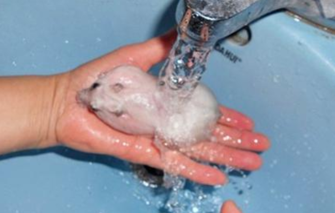 仓鼠的照片 洗澡图片