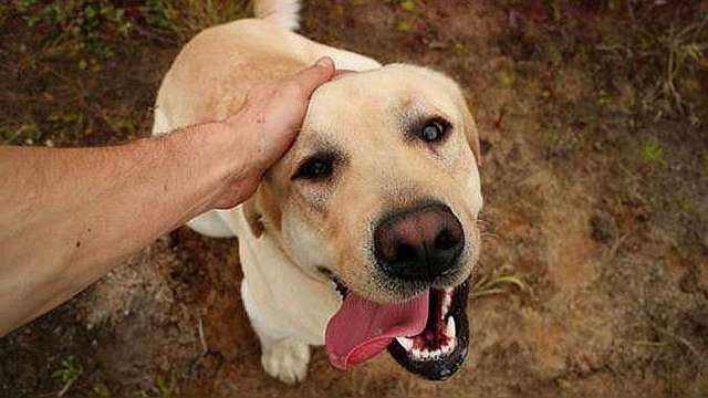 你知道摸狗头在狗狗的心目中意味着什么吗看完终于明白