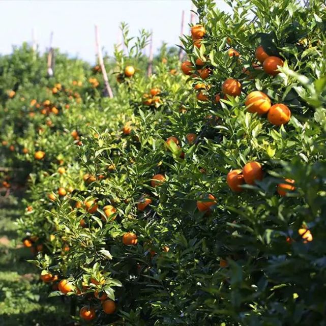 瓜果飘香灵山端满园春色看宾川