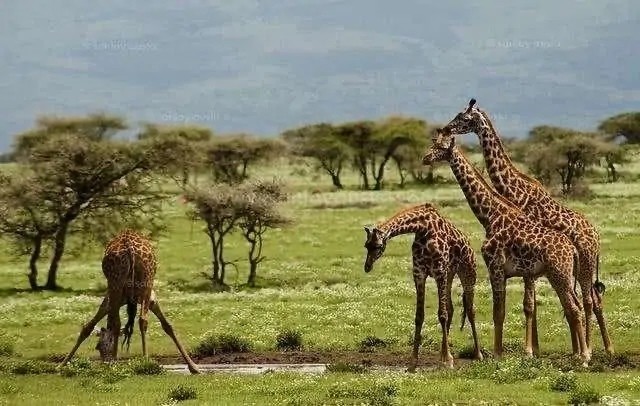 物种|所有物种都有进攻手段，为何人类没有进化出攻击性器官？