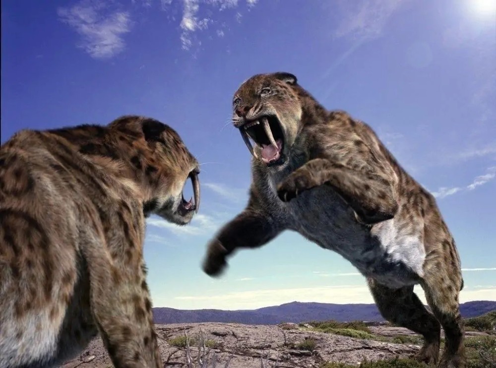 物种|所有物种都有进攻手段，为何人类没有进化出攻击性器官？