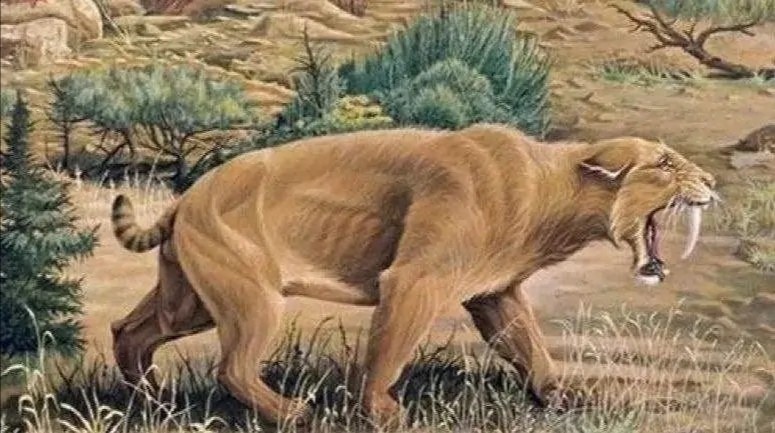 物种|所有物种都有进攻手段，为何人类没有进化出攻击性器官？