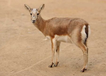 野生黄羊我不是羊我想有个家请不要伤害我