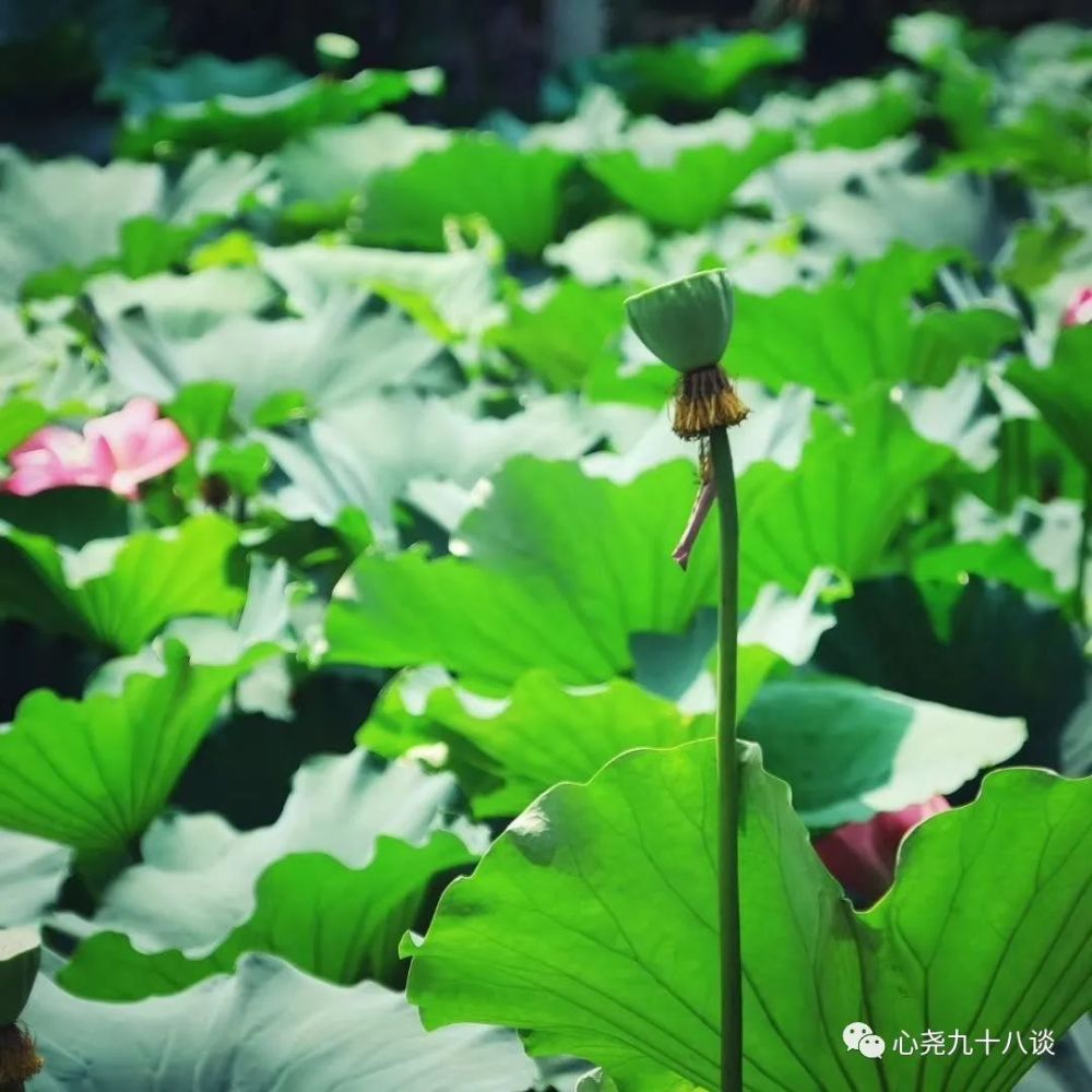 北二环|昔日被地铁掩埋的太平湖，如今北二环边儿的方寸宁静