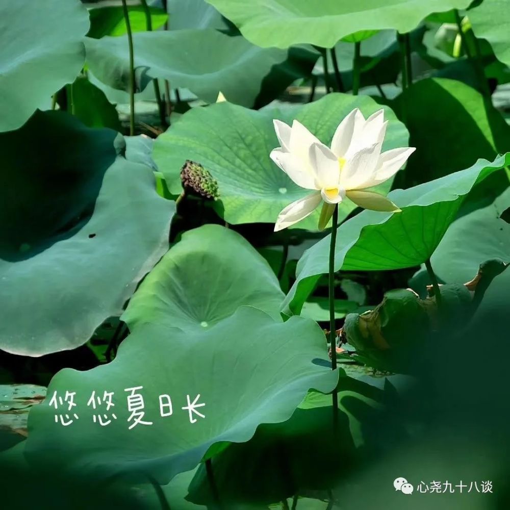 北二环|昔日被地铁掩埋的太平湖，如今北二环边儿的方寸宁静