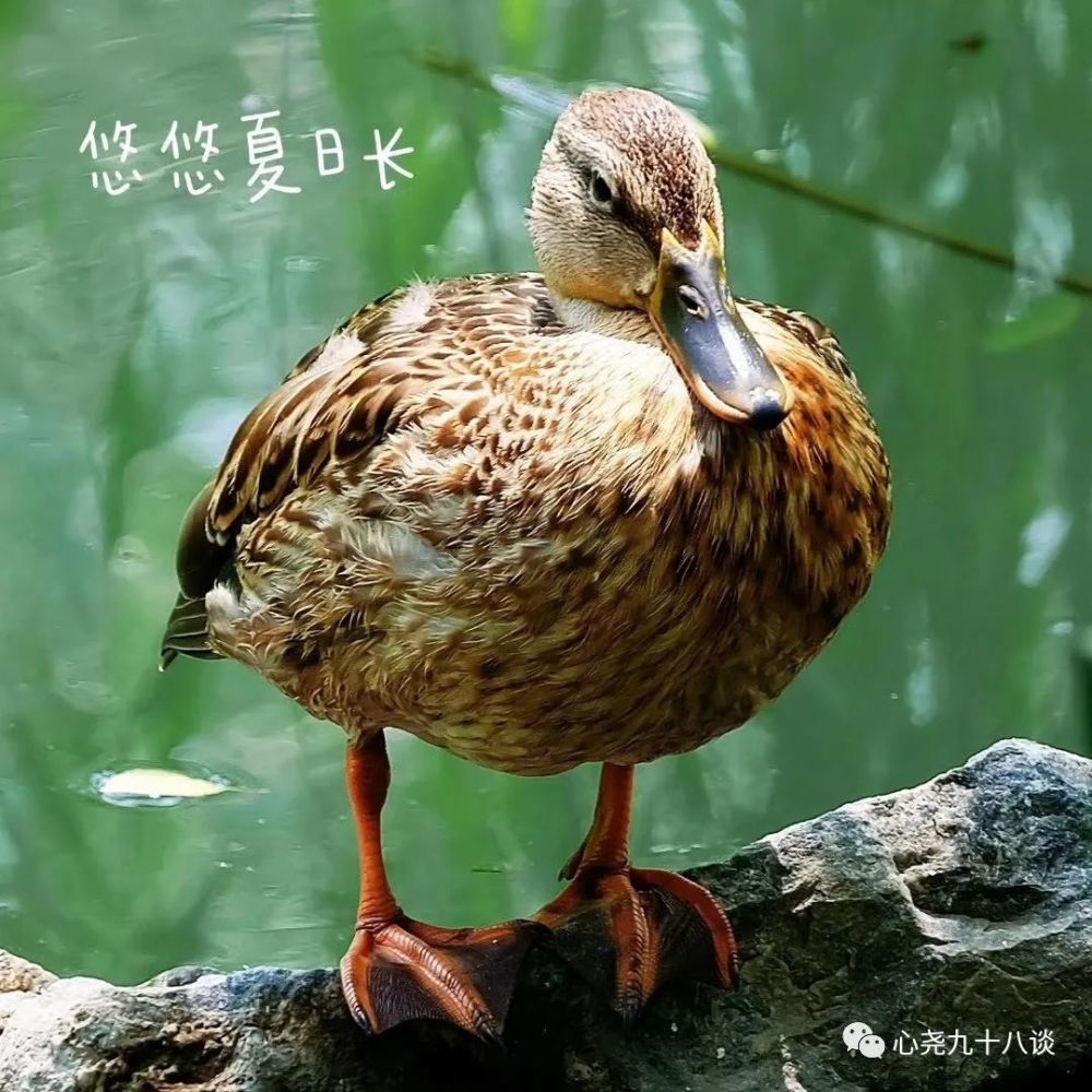 北二环|昔日被地铁掩埋的太平湖，如今北二环边儿的方寸宁静