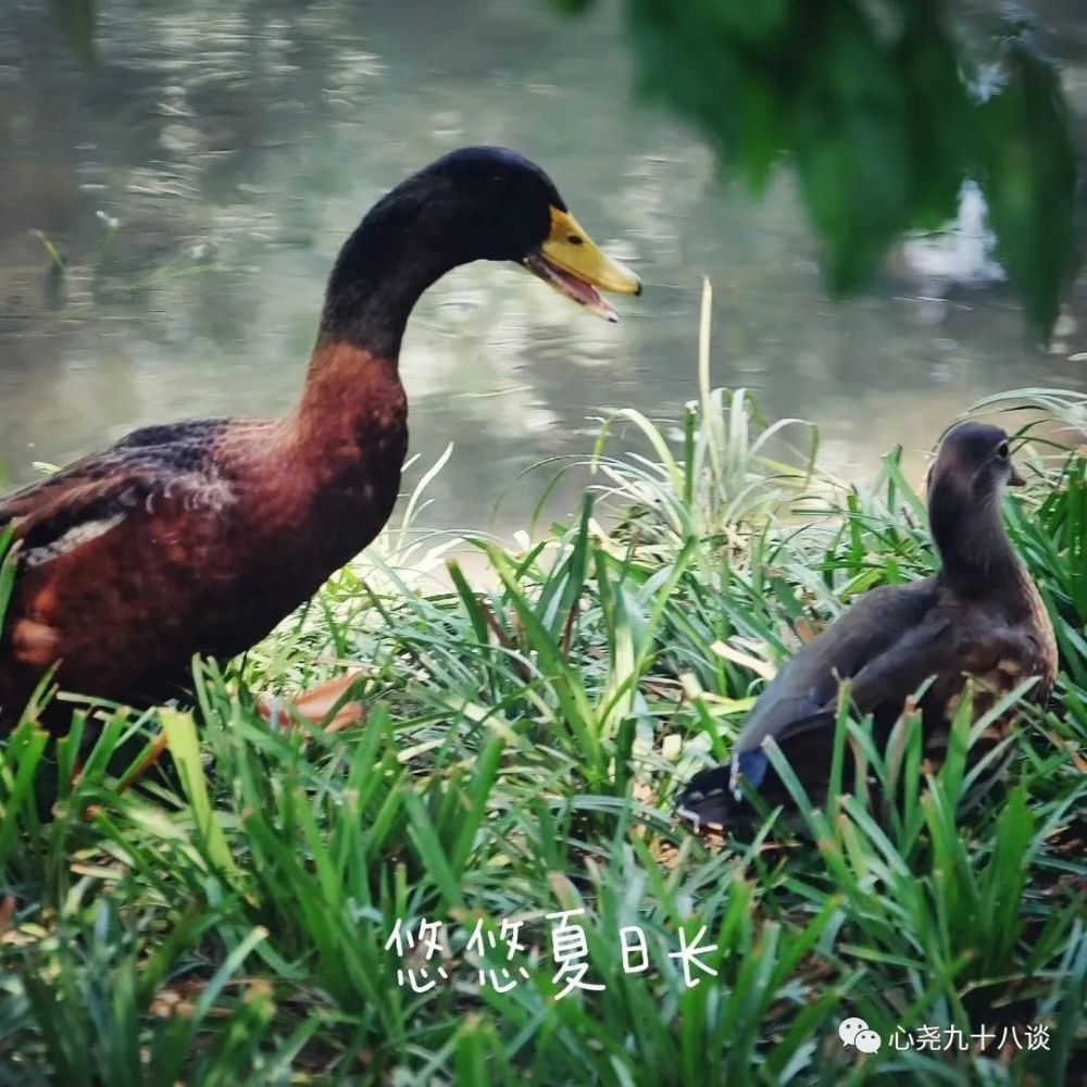 北二环|昔日被地铁掩埋的太平湖，如今北二环边儿的方寸宁静