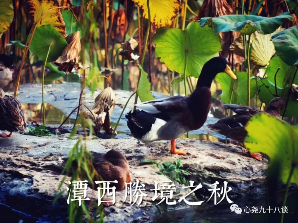北二环|昔日被地铁掩埋的太平湖，如今北二环边儿的方寸宁静