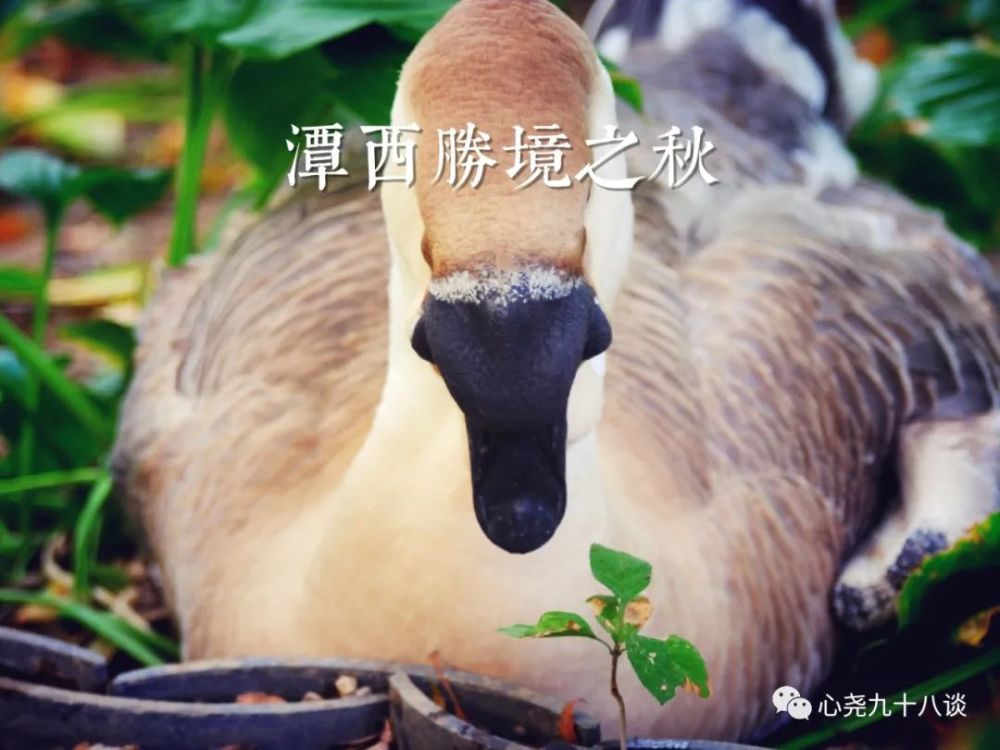 北二环|昔日被地铁掩埋的太平湖，如今北二环边儿的方寸宁静
