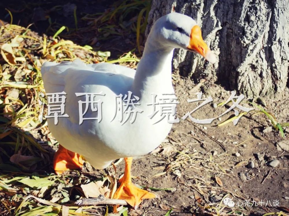 北二环|昔日被地铁掩埋的太平湖，如今北二环边儿的方寸宁静