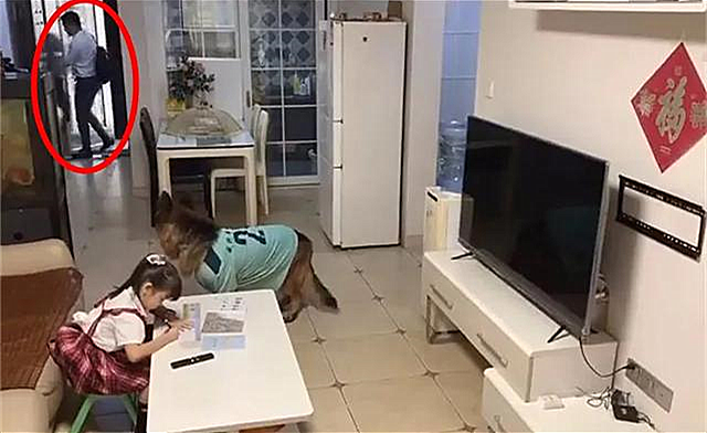 德牧|女孩不写作业偷看电视，让德牧帮忙望风：我怎么摊不上这种狗？