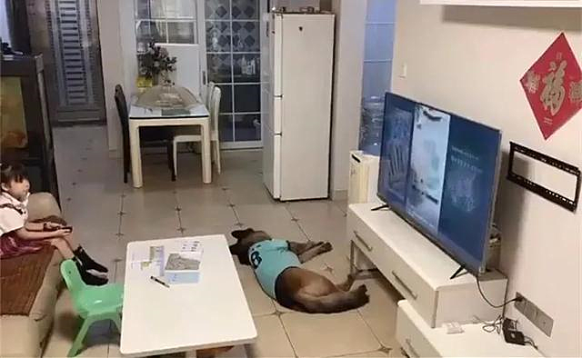 德牧|女孩不写作业偷看电视，让德牧帮忙望风：我怎么摊不上这种狗？