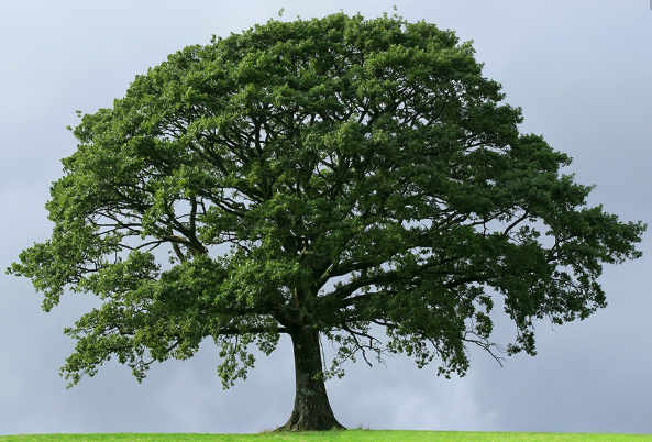灵签占卜:图中选一棵大树,测出你会被哪种好运砸中?