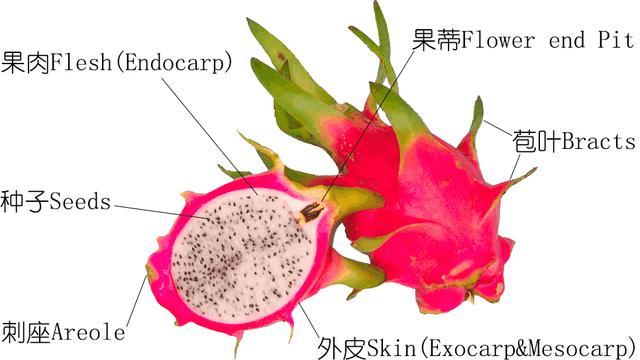 關於火龍果的正確認識有時植物學博士也未必是對的