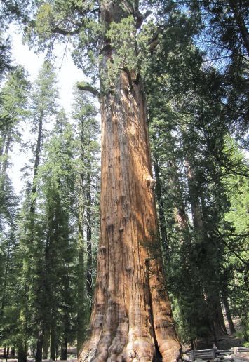 威廉·谢尔曼|男子发现巨型的千年奇树，凑近一看，两眼发直了！