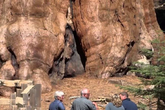 威廉·谢尔曼|男子发现巨型的千年奇树，凑近一看，两眼发直了！