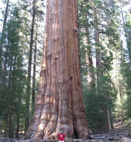 威廉·谢尔曼|男子发现巨型的千年奇树，凑近一看，两眼发直了！