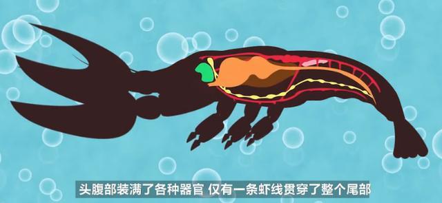 小龙虾的头部到底能吃吗 正解来了 小龙虾 寄生虫 虾黄