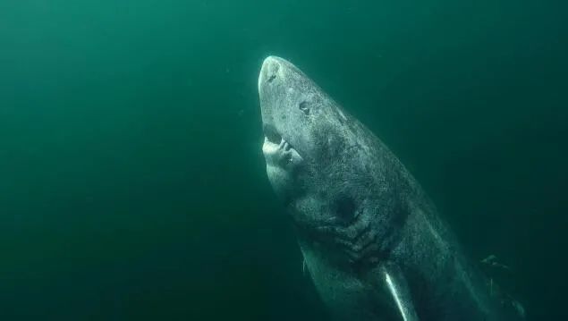脊椎动物|从明朝崇祯元年活到今天，392岁，地球最长寿脊椎动物被发现
